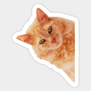 Cat Peekaboo Sticker